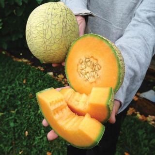 Pixie Melon Thumbnail